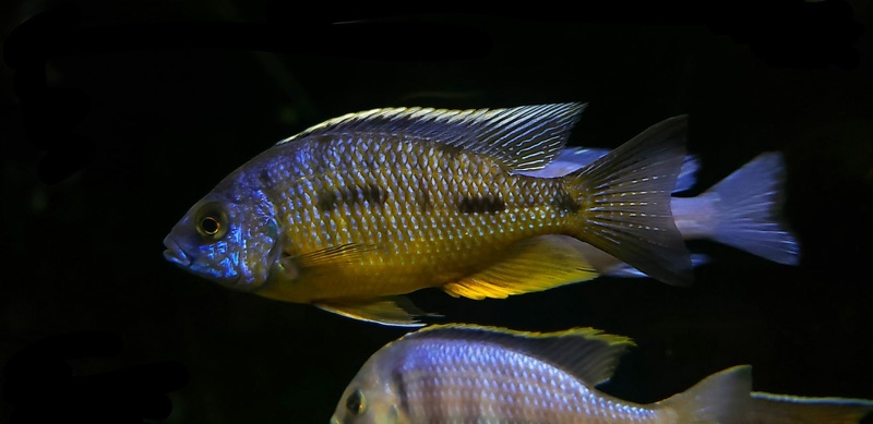 Protomelas sp. 'spilonotus tanzania'